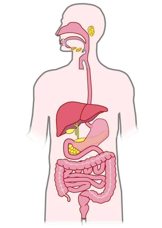 消化器官