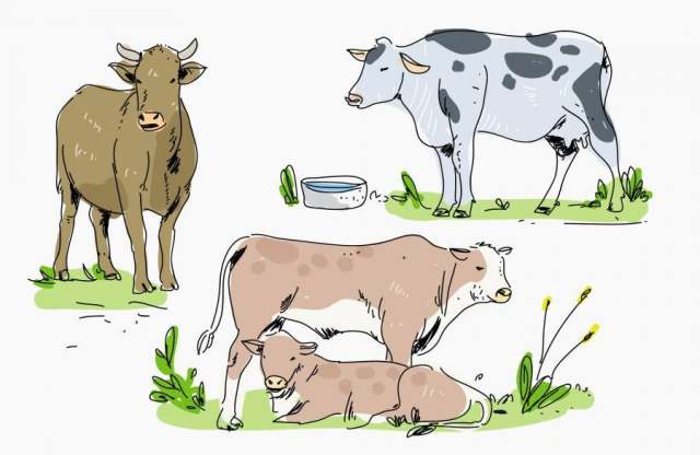在农场手绘矢量图的牛
