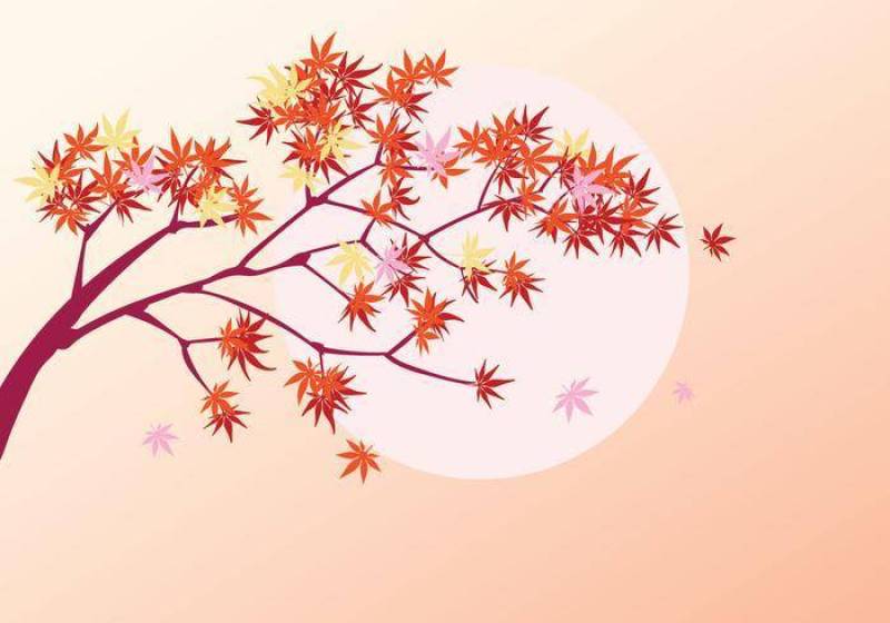 光滑的日本枫树植物与太阳背景和秋天枫叶叶子