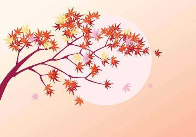 光滑的日本枫树植物与太阳背景和秋天枫叶叶子