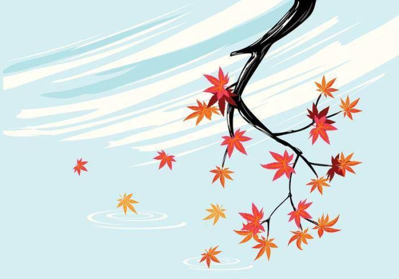 光滑的日本枫树植物与天空背景和秋天枫叶