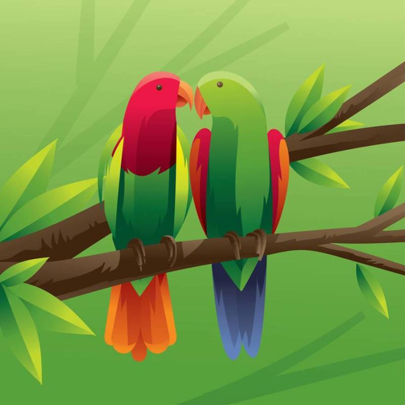 鹦鹉夫妇矢量