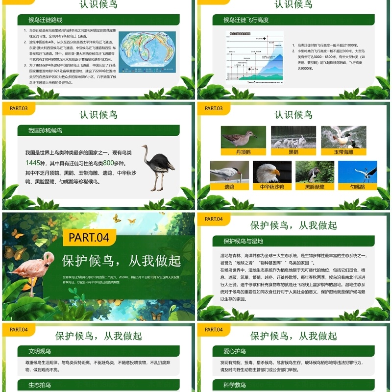 绿色插画风世界候鸟日保护鸟类PPT模板