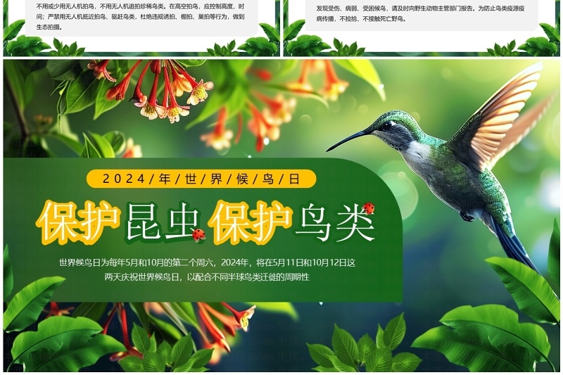 绿色插画风世界候鸟日保护鸟类PPT模板