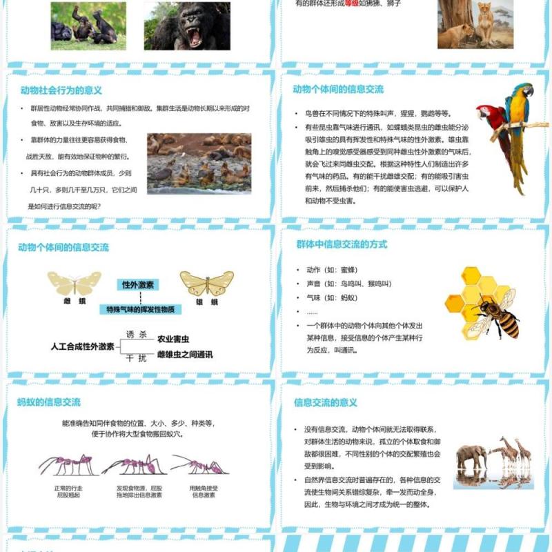部编版八年级生物上册社会行为PPT模板 部编版八年级生物上册社会行为PPT模板