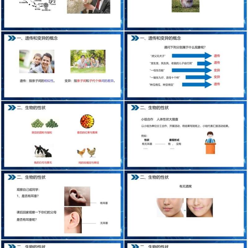 部编版八年级生物下册基因控制生物的性状课件PPT模板