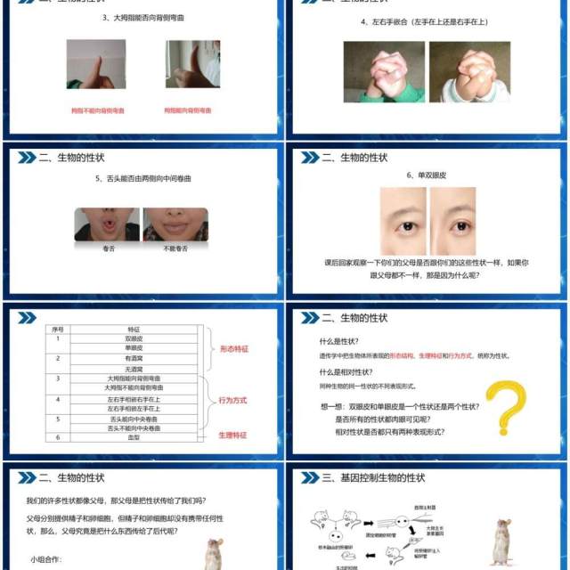 部编版八年级生物下册基因控制生物的性状课件PPT模板