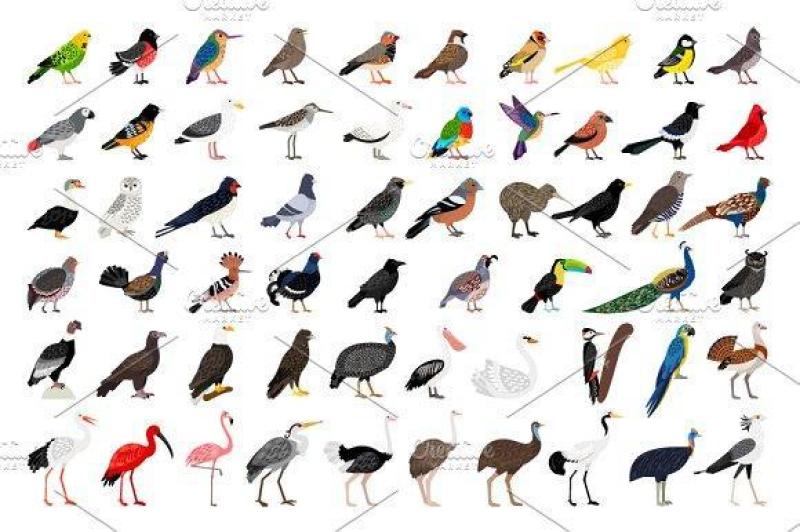 59种鸟类猫头鹰火烈鸟老鹰手绘插画T恤图案印刷eps矢量素材 Big set of Different Birds