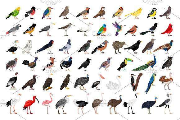 59种鸟类猫头鹰火烈鸟老鹰手绘插画T恤图案印刷eps矢量素材 Big set of Different Birds 59种鸟类猫头鹰火烈鸟老鹰手绘插画T恤图案印刷eps矢量素材 Big set of Different Birds