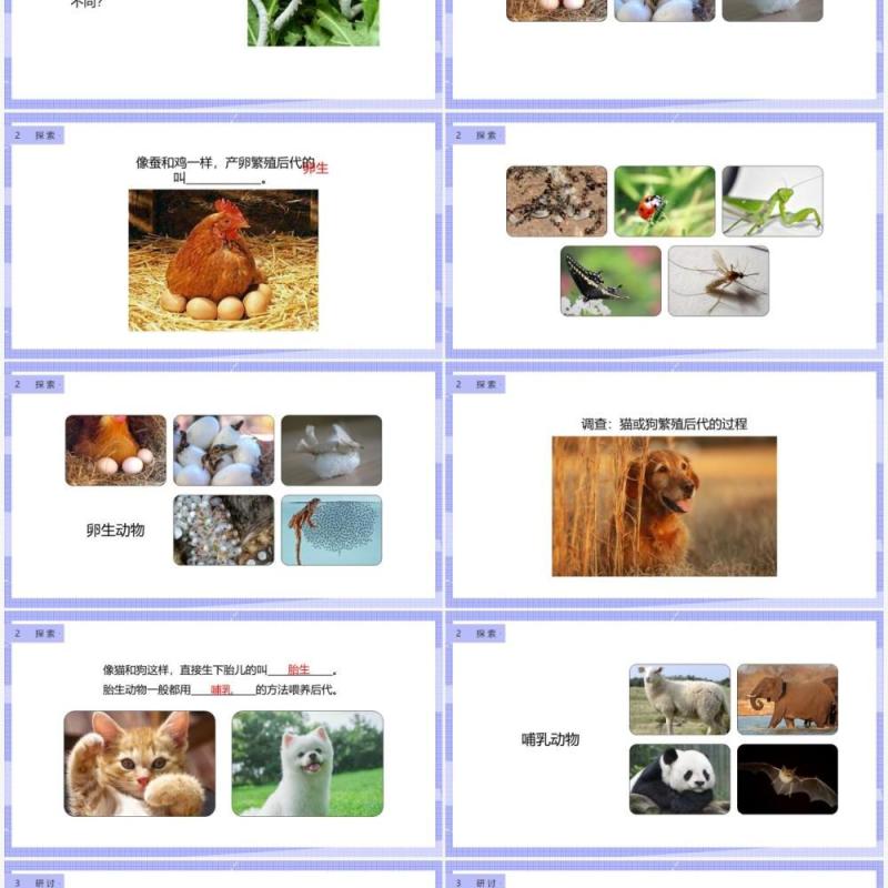 教科版四年级下册动物的繁殖课件PPT模板