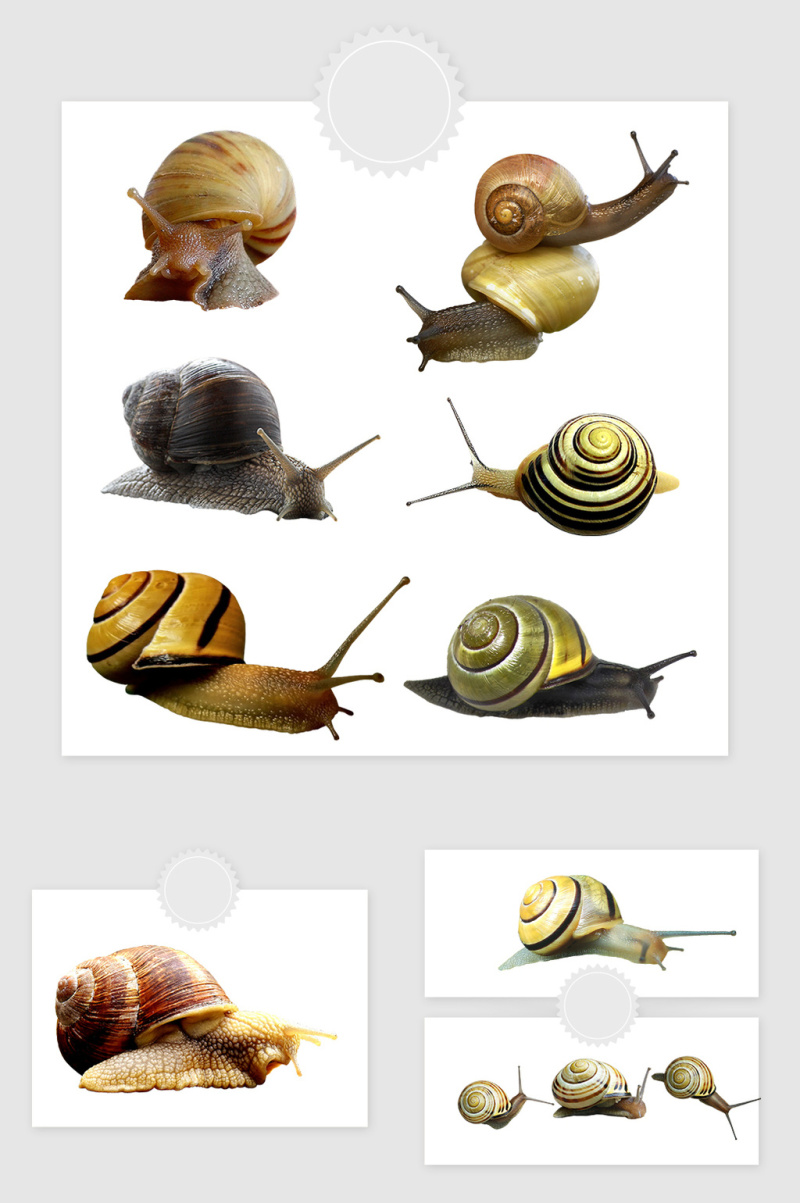 高清免抠蜗牛素材
