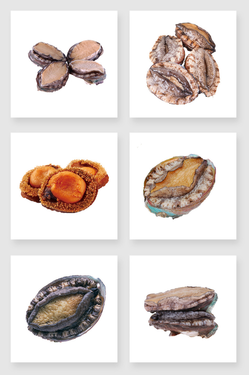 产品实物鲍鱼设计素材