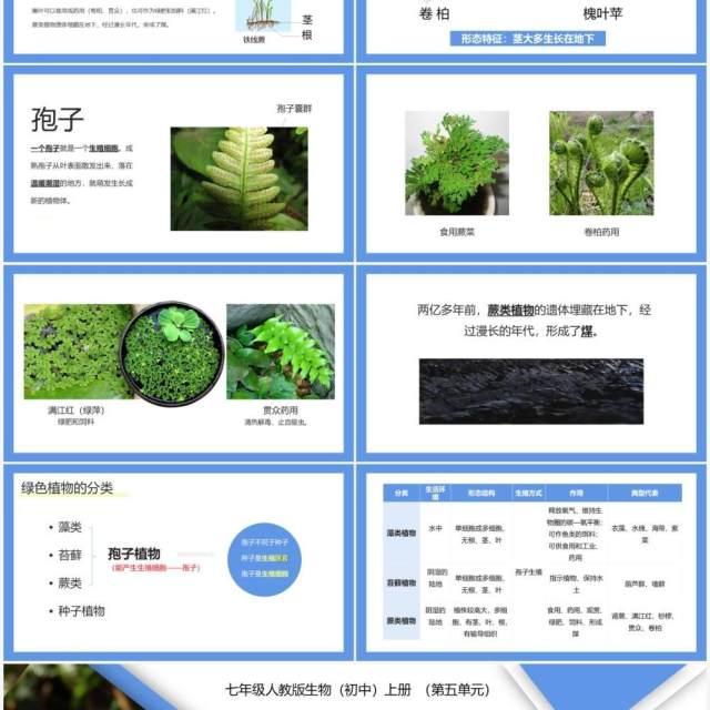 部编版七年级生物上册藻类、苔藓和蕨类植物课件PPT模板