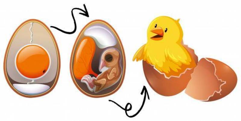 鸡蛋生命周期