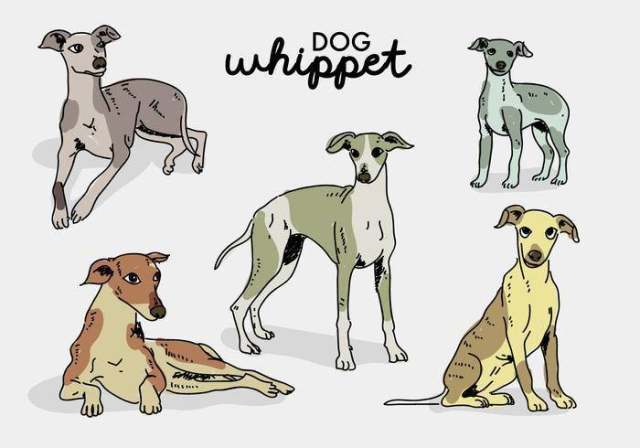 Whippet狗姿势手拉的传染媒介例证