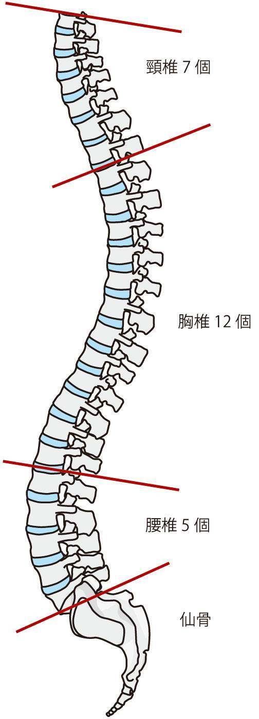 脊柱