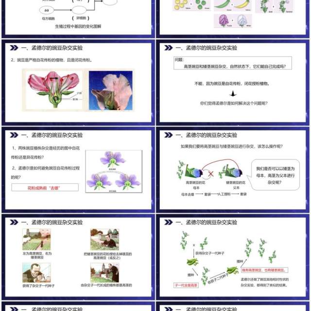 部编版八年级生物下册基因的显性和隐性课件PPT模板 部编版八年级生物下册基因的显性和隐性课件PPT模板