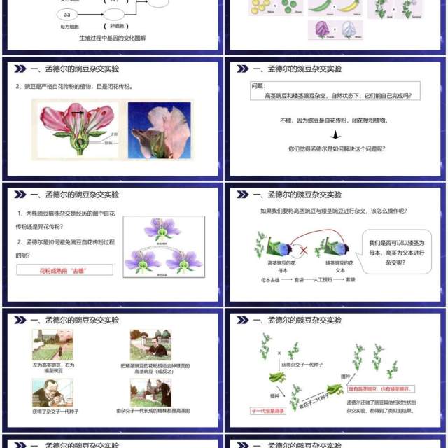 部编版八年级生物下册基因的显性和隐性课件PPT模板