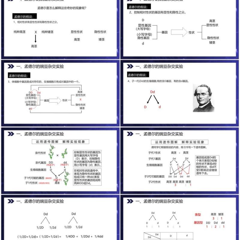 部编版八年级生物下册基因的显性和隐性课件PPT模板