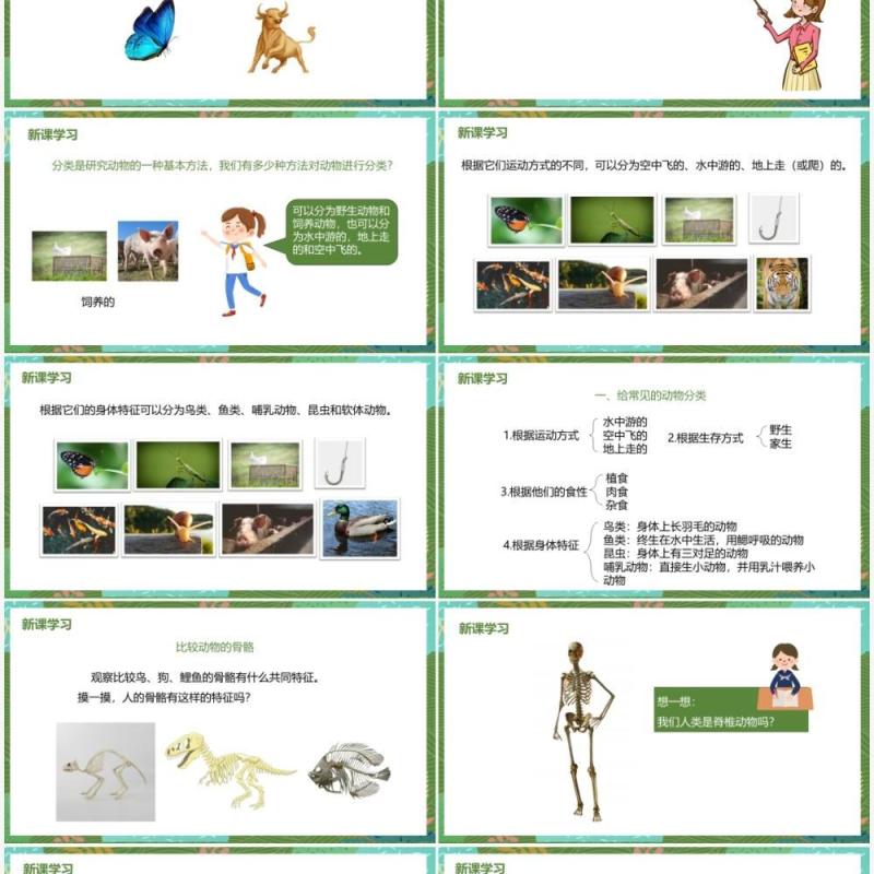 教科版六年级科学上册种类繁多的动物PPT模板