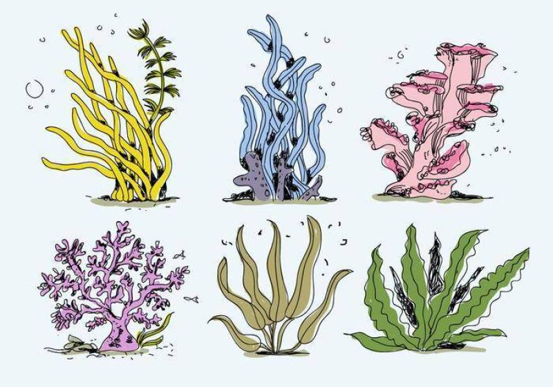 五颜六色的海杂草收藏手绘矢量图
