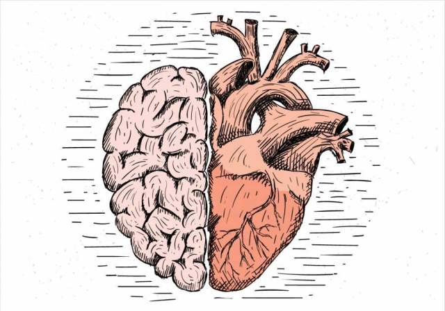  手绘矢量大脑和心脏的插图