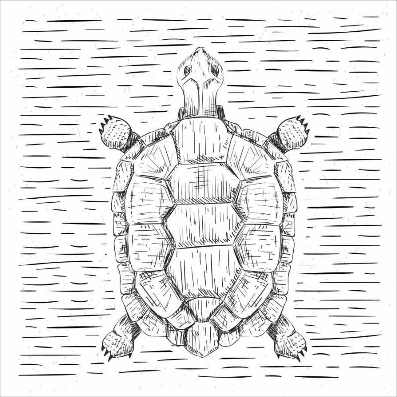  手绘矢量乌龟图