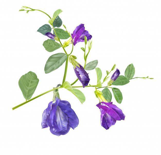 蝴蝶豌豆花