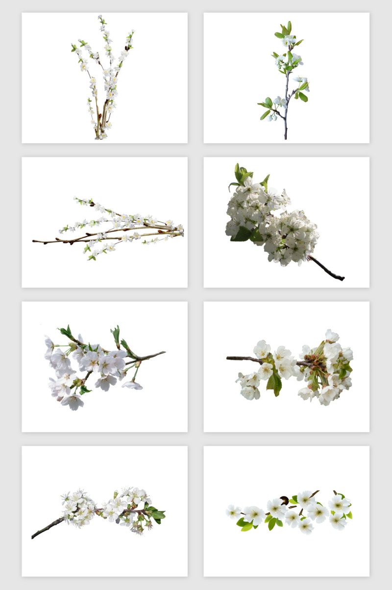 杏花主题矢量素材