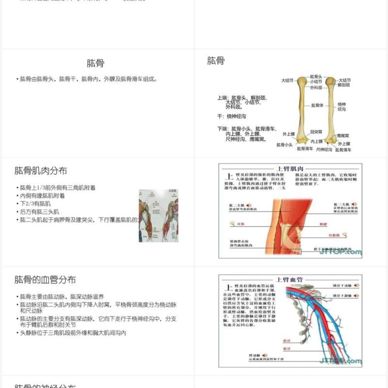 蓝色肱骨外科颈骨折PPT模板