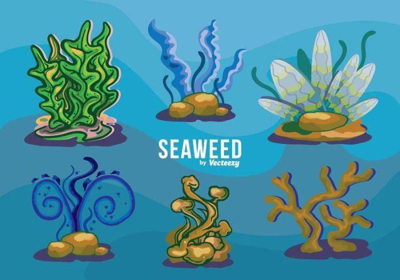 海藻变异集合水下