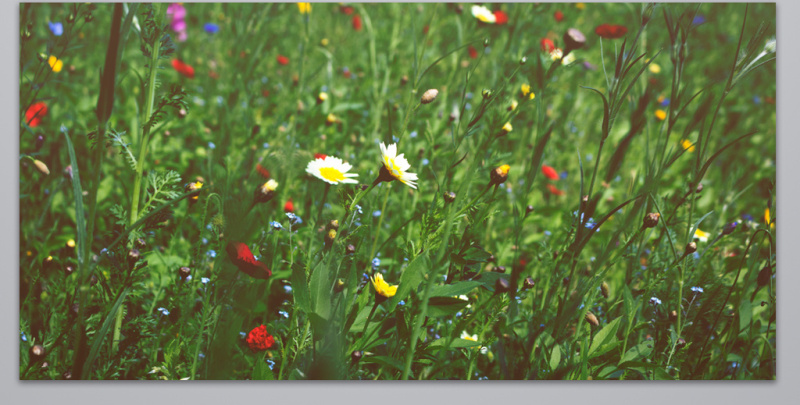 各种粉红色花玫瑰玫瑰花朵
