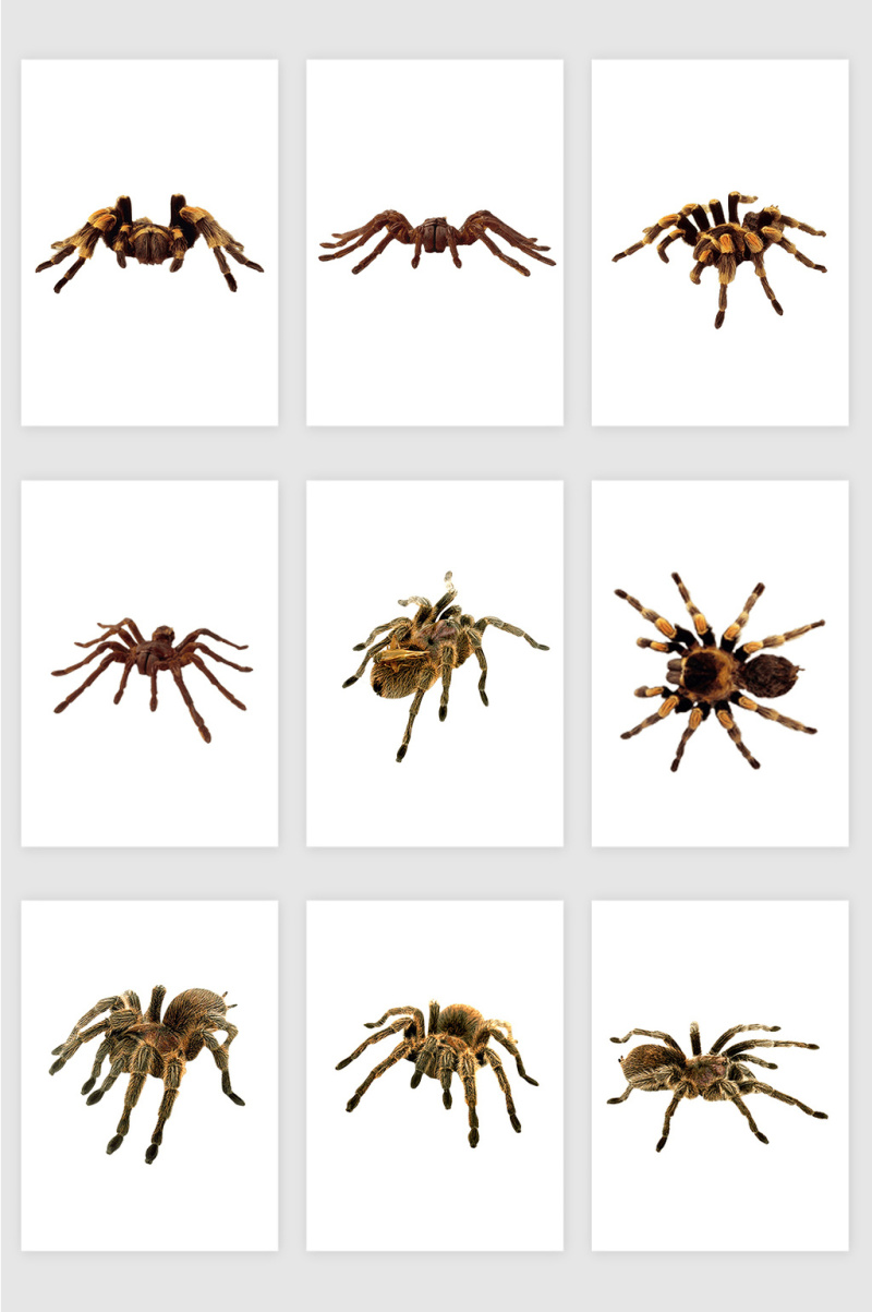 高清免抠蜘蛛素材