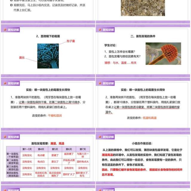 教科版四年级下册面包发霉了课件PPT模板