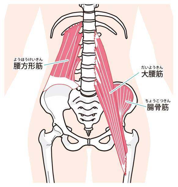 腰部肌肉