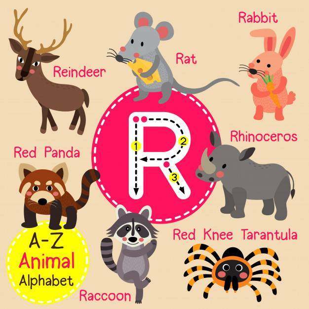 字母R动物园字母表