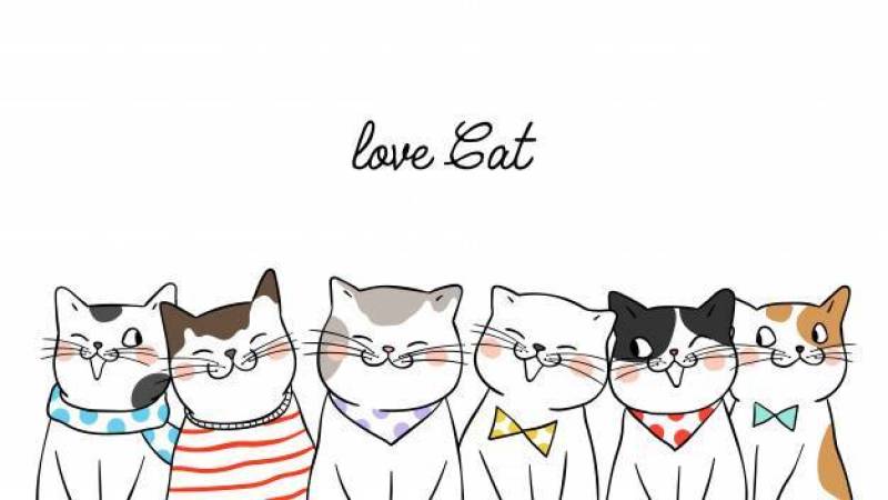 横幅背景画象逗人喜爱的猫在白色