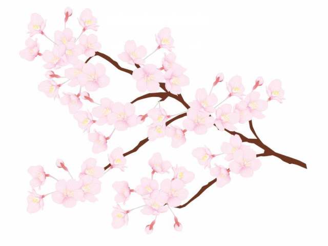 樱桃树