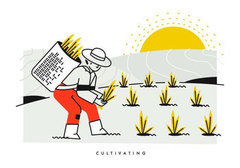 培养和种植水稻矢量插图的农民