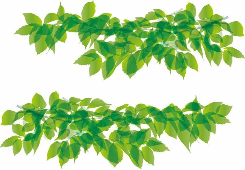 叶绿色绿色植物自然框架框架背景