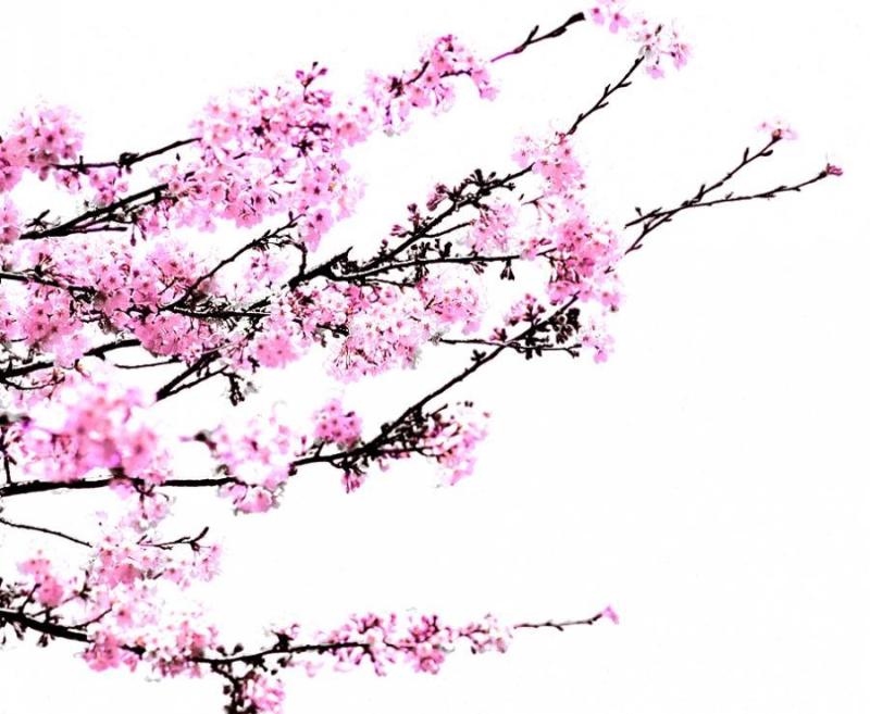 淡雅的漂亮桃花psd