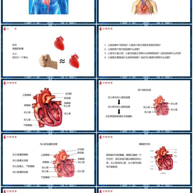 部编版七年级生物下册输送血液的泵——心脏课件PPT模板 部编版七年级生物下册输送血液的泵——心脏课件PPT模板