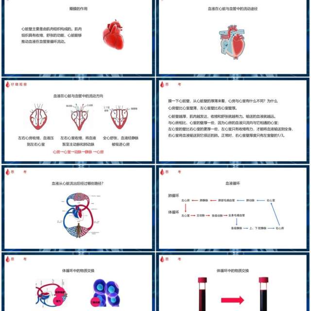 部编版七年级生物下册输送血液的泵——心脏课件PPT模板 部编版七年级生物下册输送血液的泵——心脏课件PPT模板
