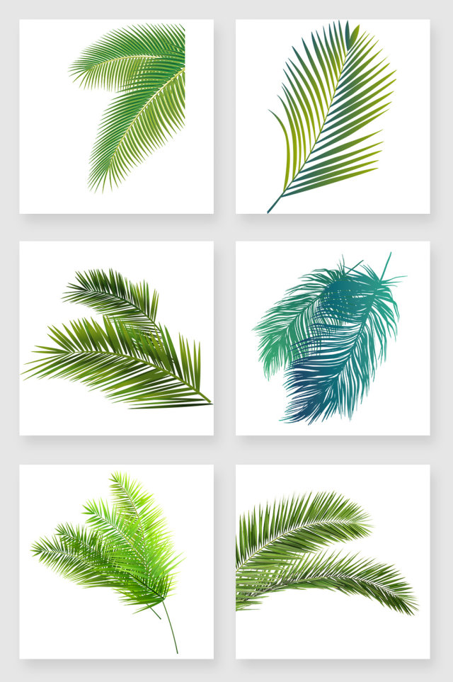 热带植物棕榈叶设计素材