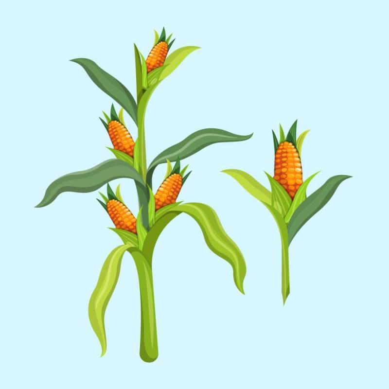 玉米秸秆矢量图
