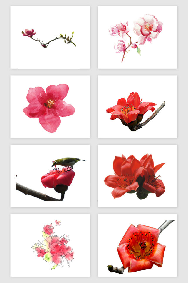 红色木棉花PNG免抠素材 红色木棉花PNG免抠素材