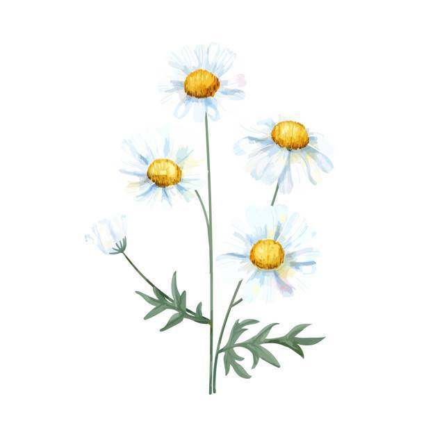 手拉的白色共同的雏菊花例证