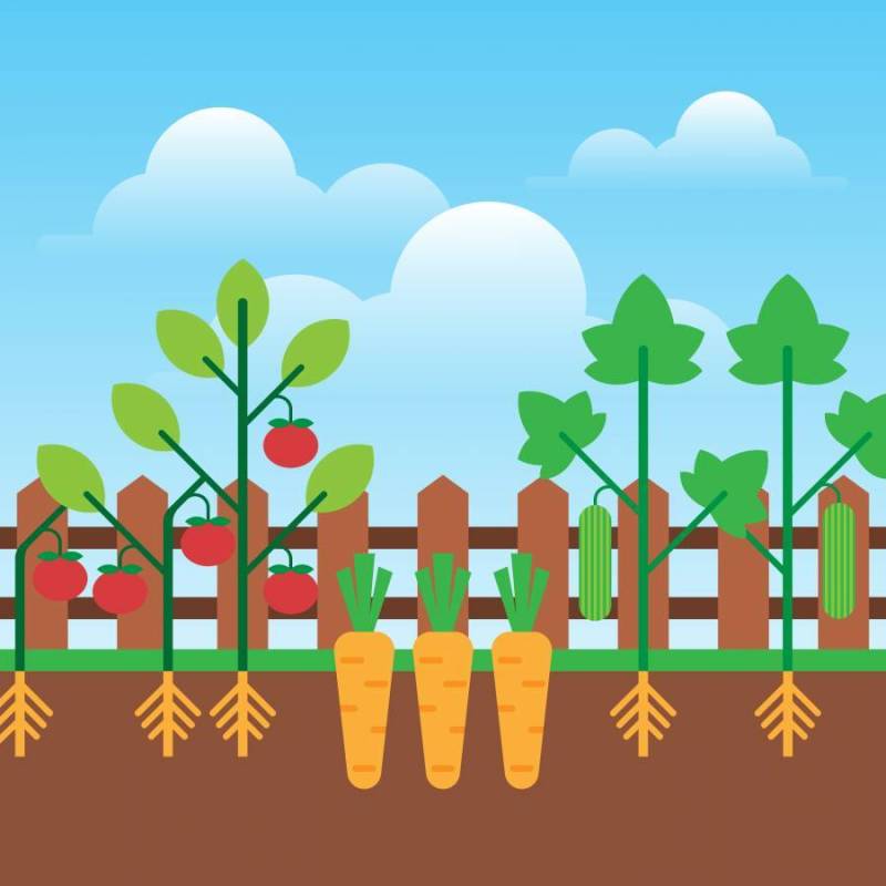 城市园艺种植生长蔬菜平面设计插图