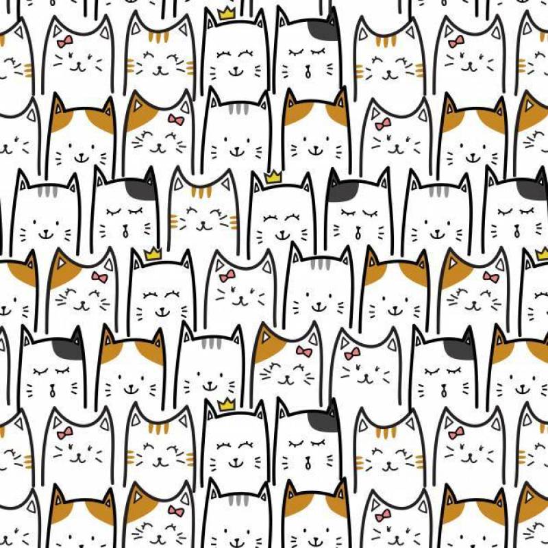 可爱可爱的小宝贝猫小猫