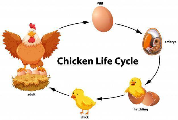 鸡生命周期图